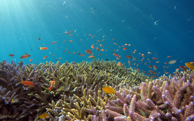 Menjelajahi Dunia Bawah Laut di Tanjung Benoa