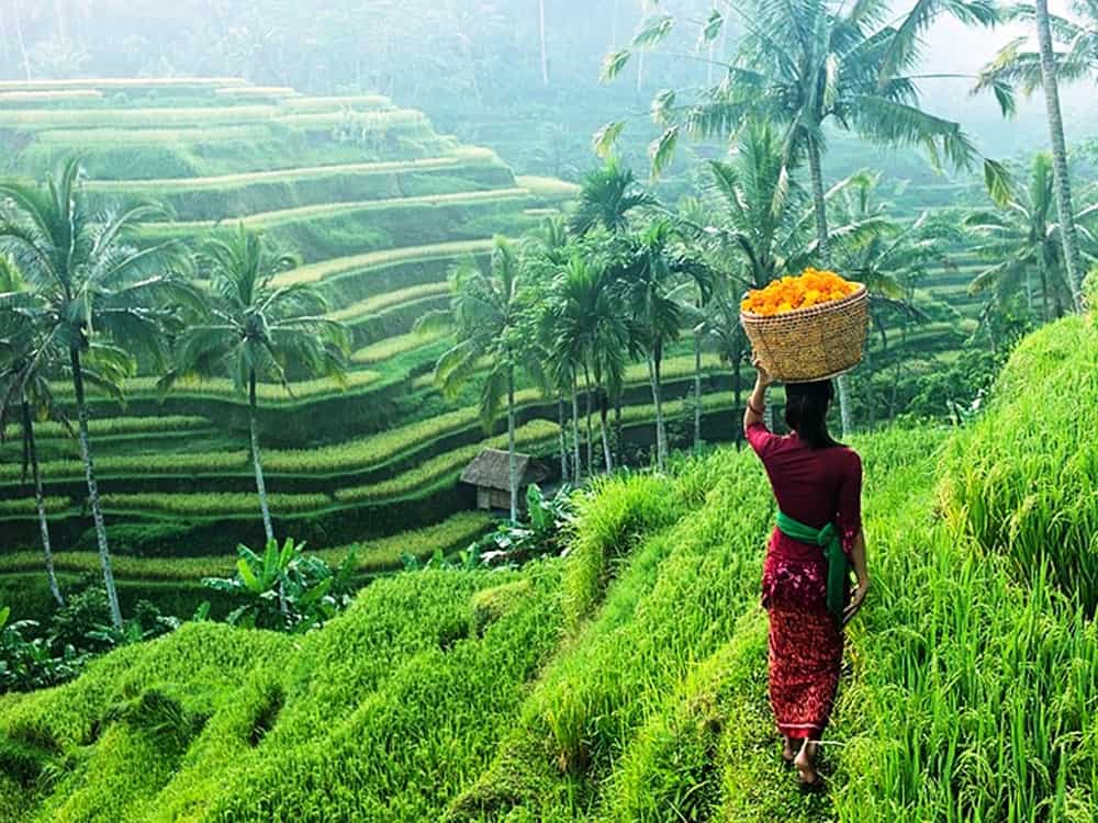 Menjelajahi Keindahan Alam dan Budaya di Ubud, Bali