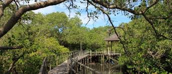 Mengungkap Pesona Tersembunyi Hutan Mangrove Nusa Lembongan